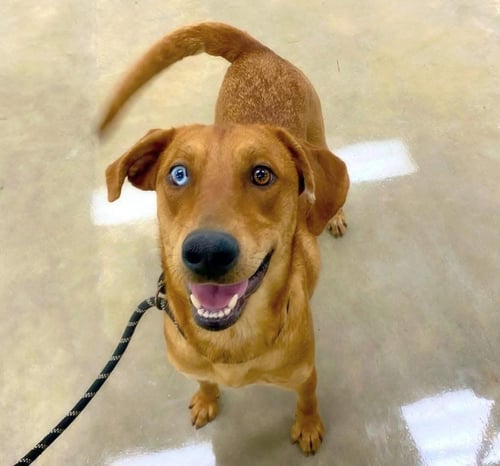 MONTANA - Labrador Retriever / Catahoula Leopard Dog for adoption in Little Rock