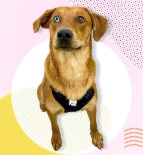MONTANA - Labrador Retriever / Catahoula Leopard Dog available for adoption