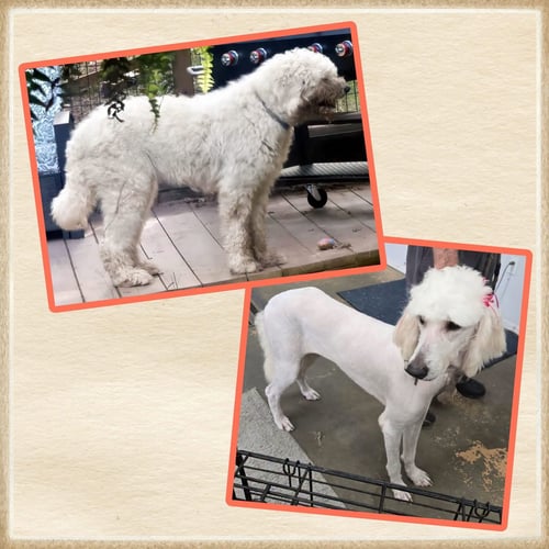 NESSIE - Great Pyrenees / Poodle (Standard) for adoption in Little Rock