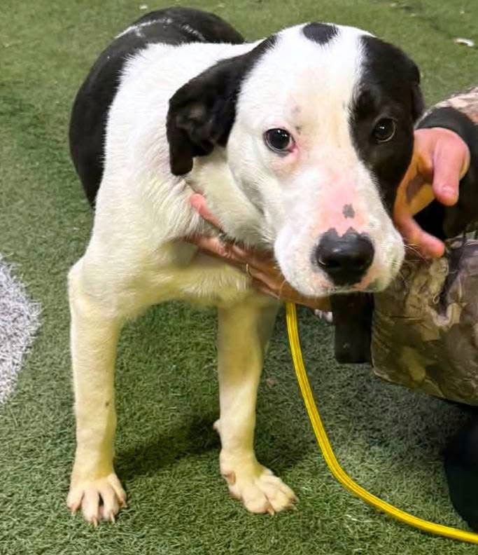 THEO - Labrador Retriever / Hound available for adoption