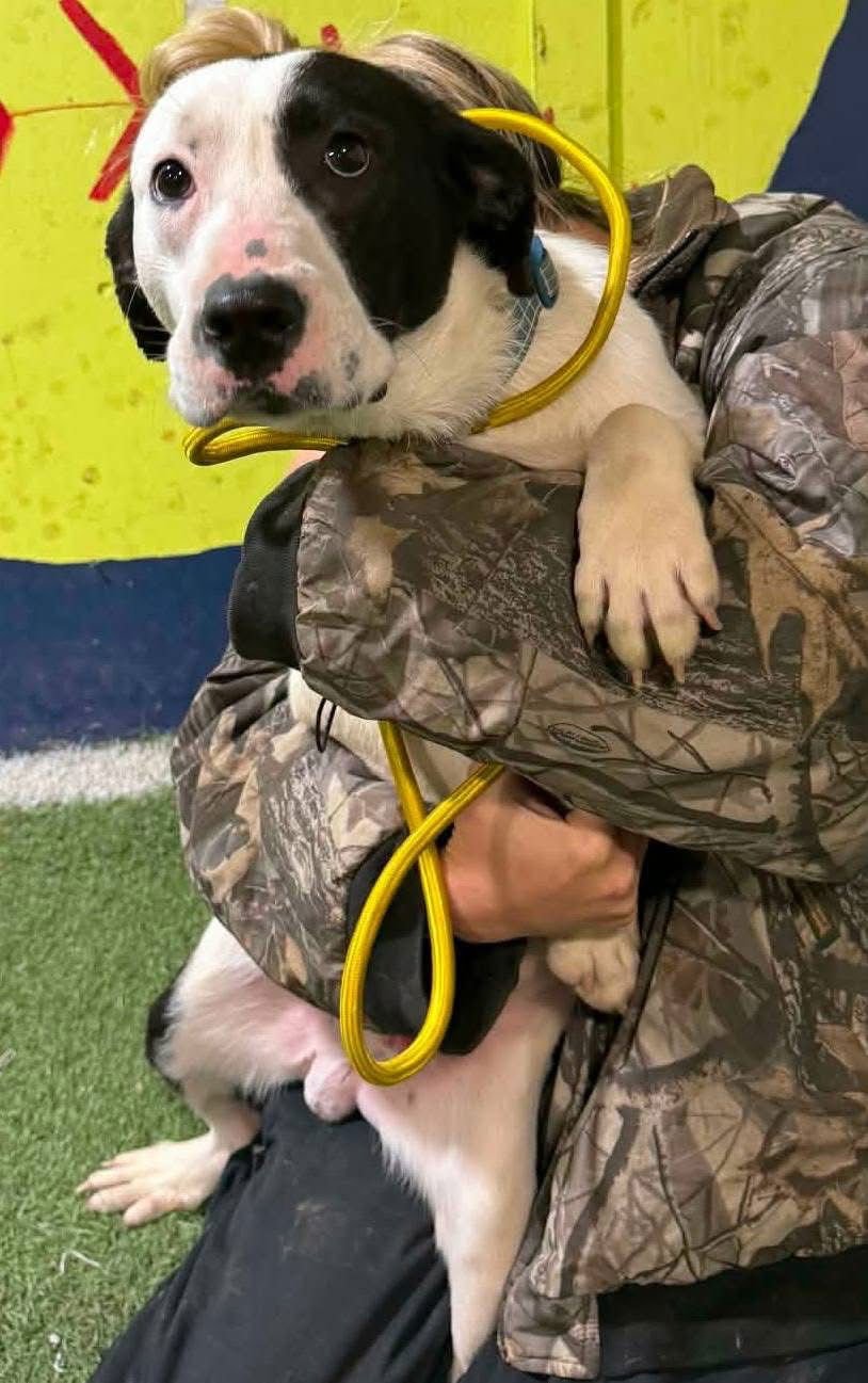 THEO - Labrador Retriever / Hound available for adoption