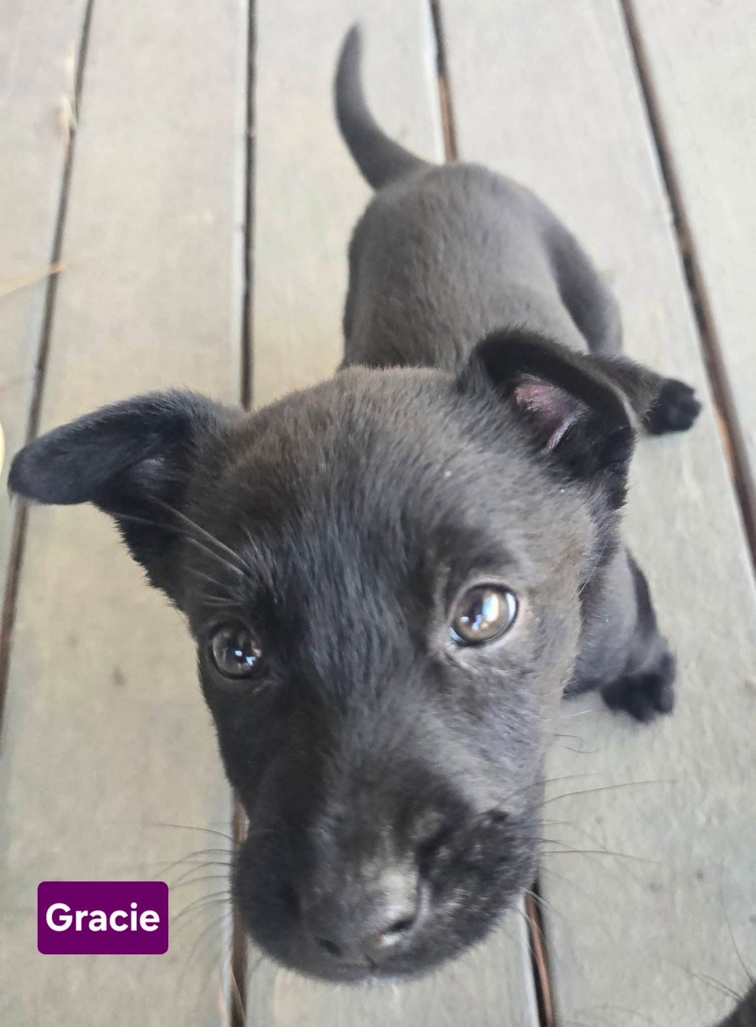 GRACIE - Labrador Retriever available for adoption