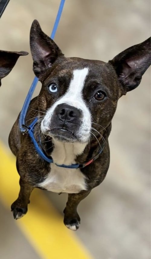 MARGE - Boston Terrier / Boxer for adoption in Little Rock
