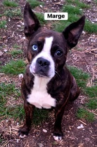 Marge - Photo 4