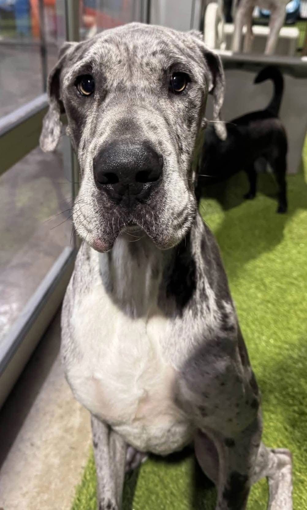 WAYLON - Great Dane available for adoption