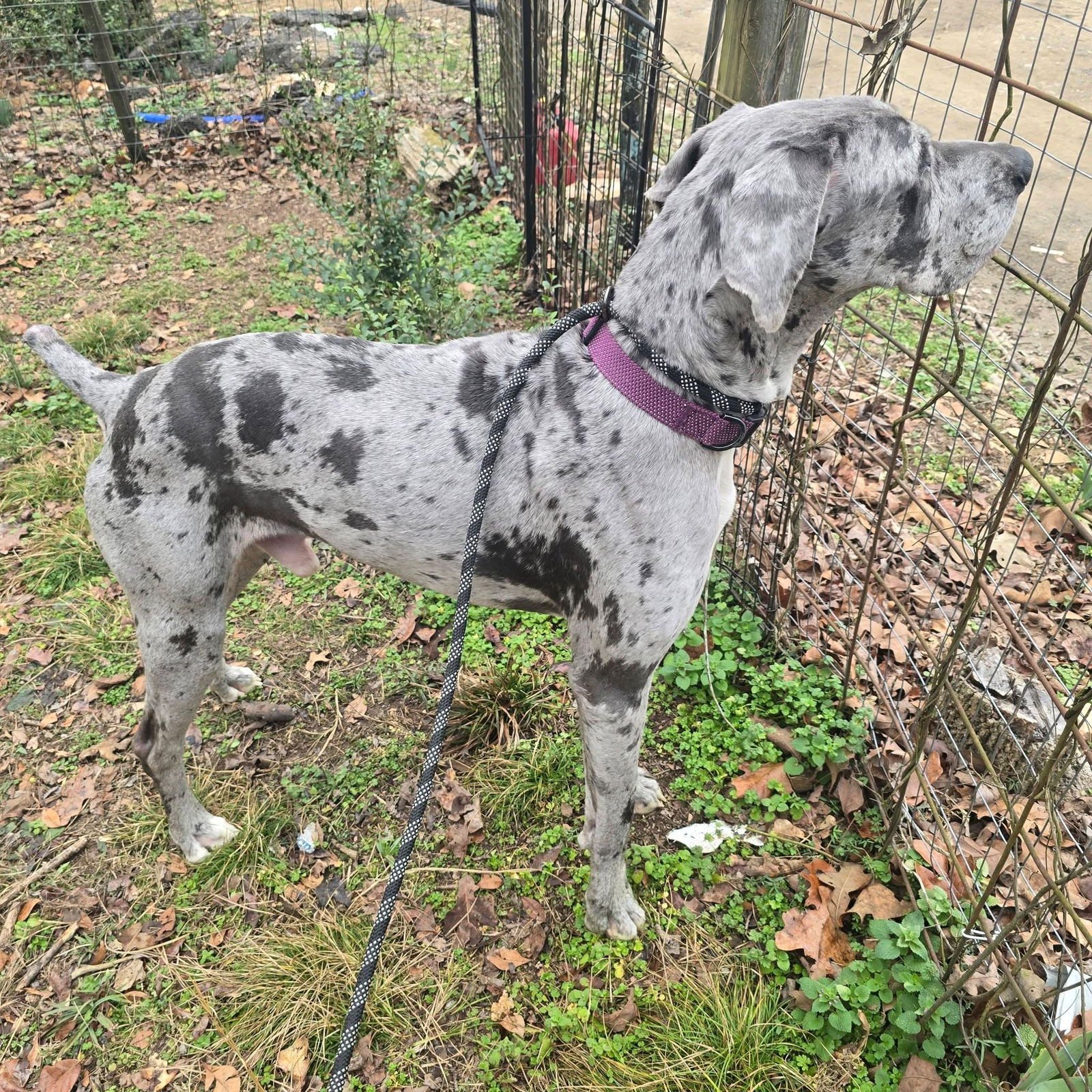 WAYLON - Great Dane available for adoption