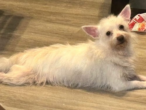 CORNELIUS - West Highland White Terrier Westie for adoption in Little Rock