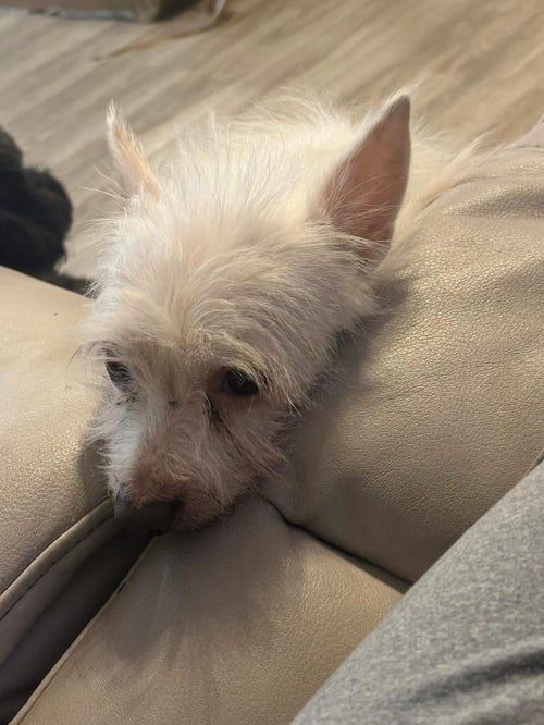 CORNELIUS - West Highland White Terrier Westie available for adoption