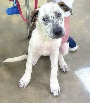 FRECKLES - Pointer / Catahoula Leopard Dog available for adoption