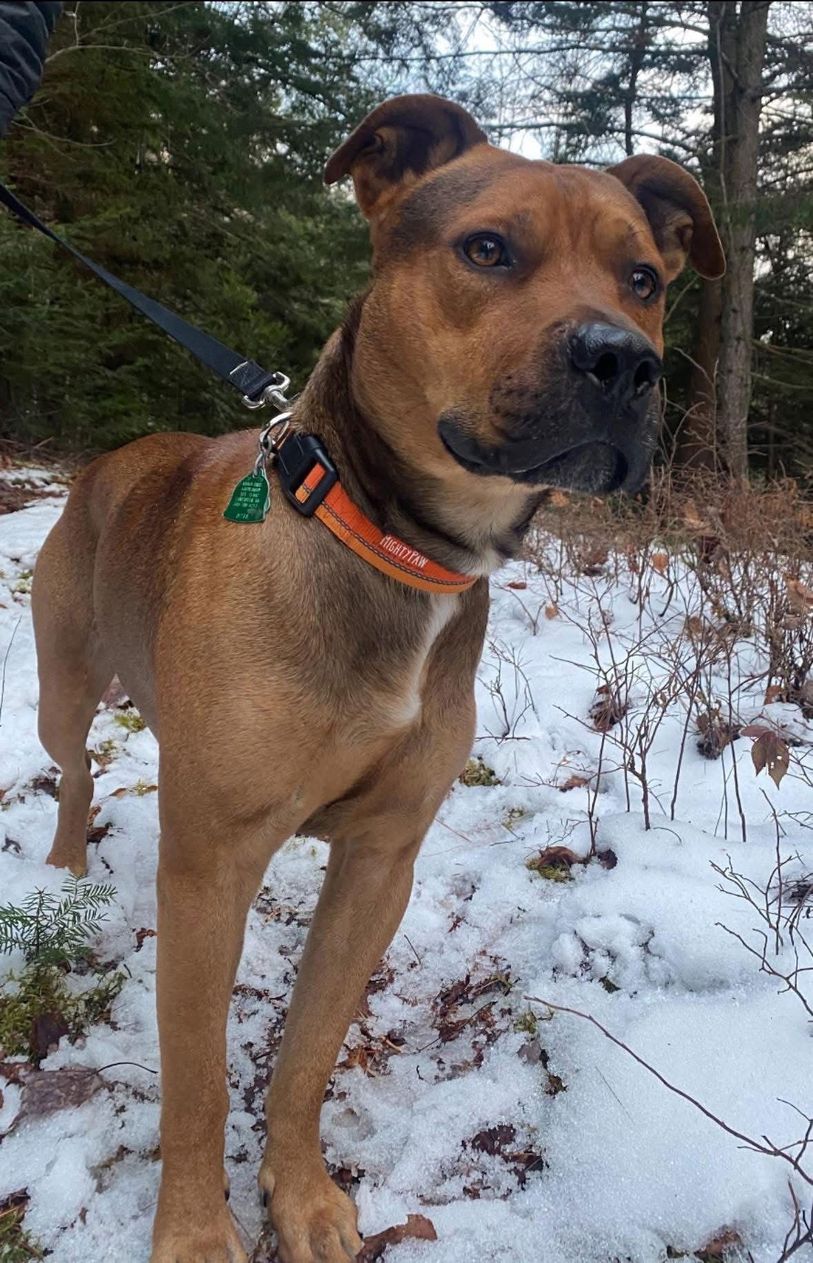 BOONE - Rhodesian Ridgeback available for adoption