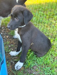 Mira - Photo 2