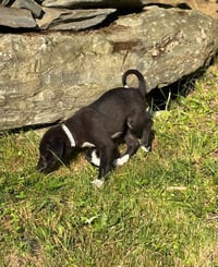 Mira - Photo 3