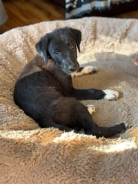 Mira - Photo 4