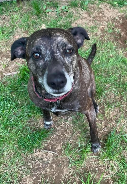LEWIS - Labrador Retriever / Mountain Cur for adoption in Little Rock