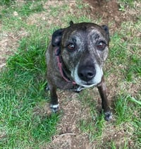 Lewis - Photo 3