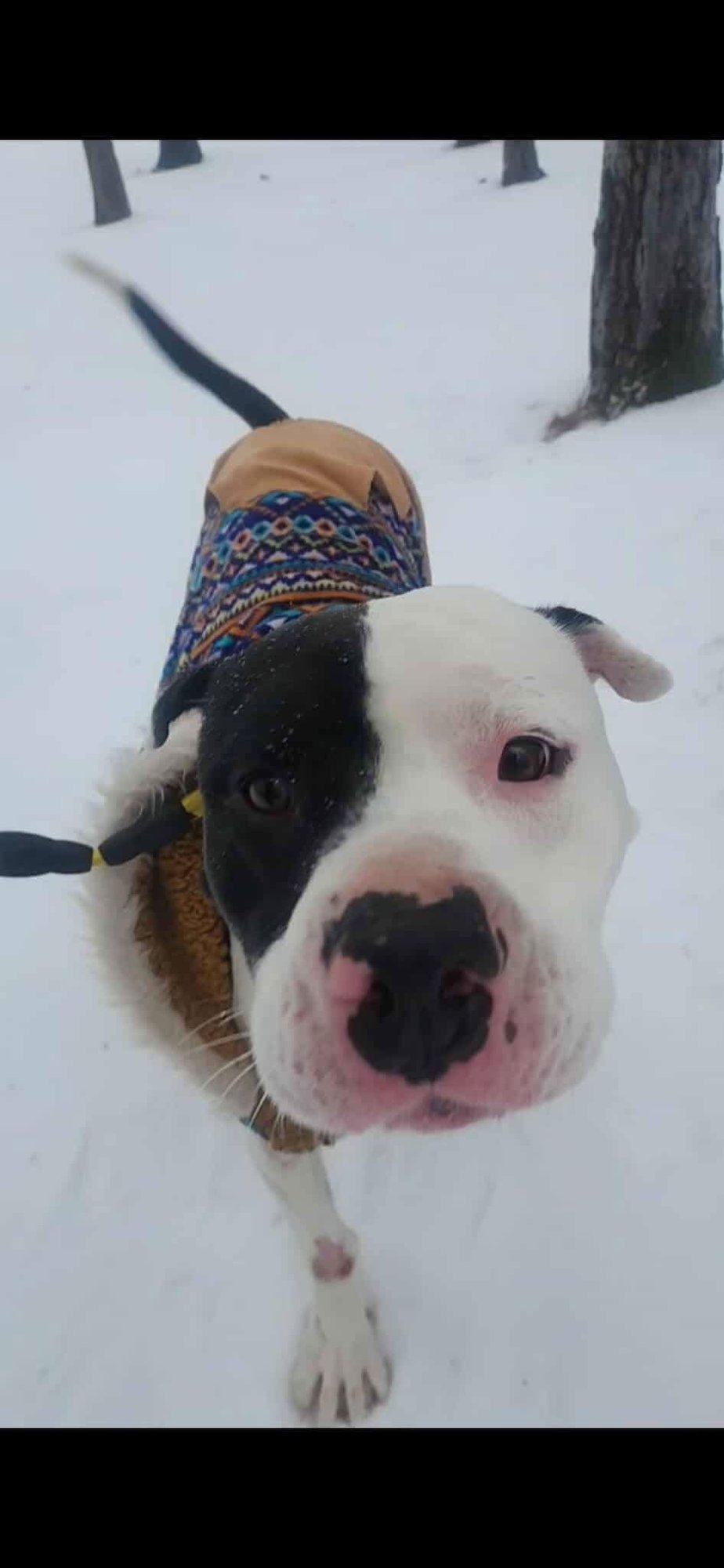 ODIN - Shar Pei available for adoption