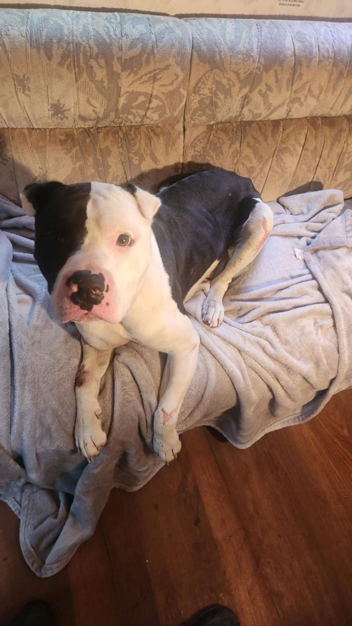 ODIN - Shar Pei available for adoption