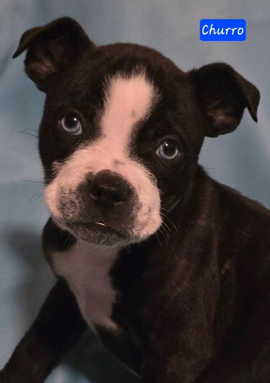CHURRO - Boston Terrier / Boxer for adoption in Little Rock