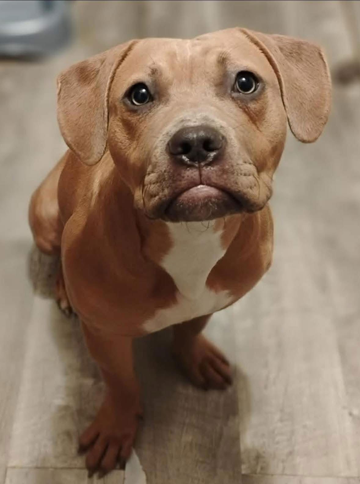 VESLA  (IN NEW ENGLAND) - Labrador Retriever / Vizsla for adoption in Little Rock