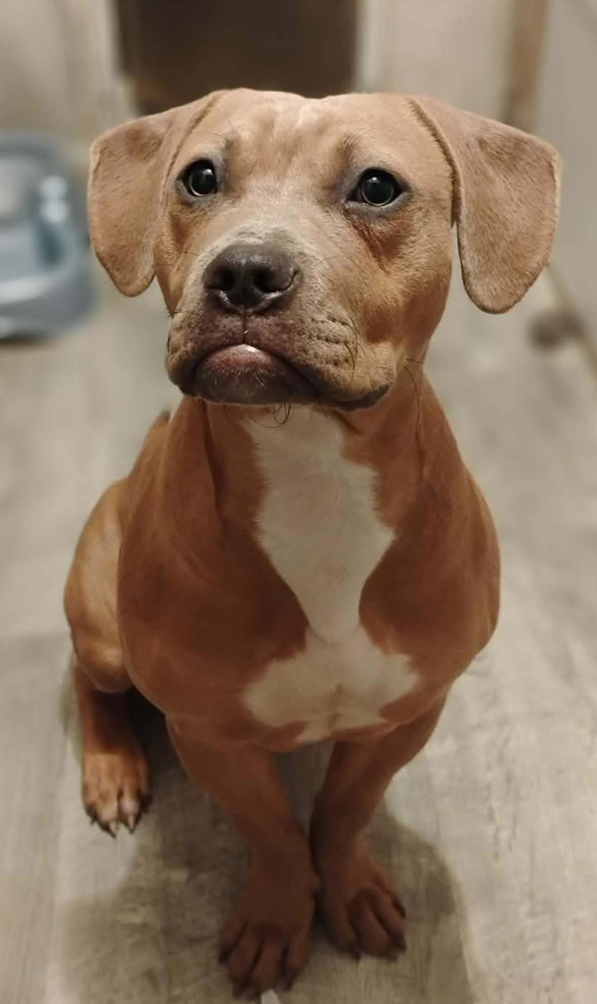 Vesla  (in New England) - Photo 2