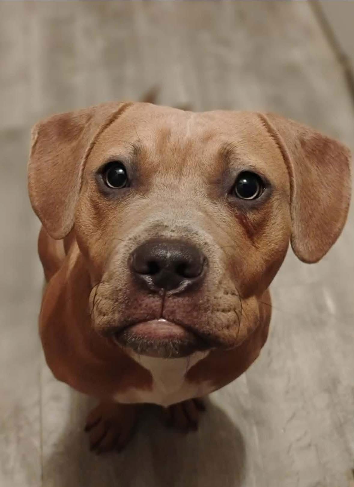 Vesla  (in New England) - Photo 3