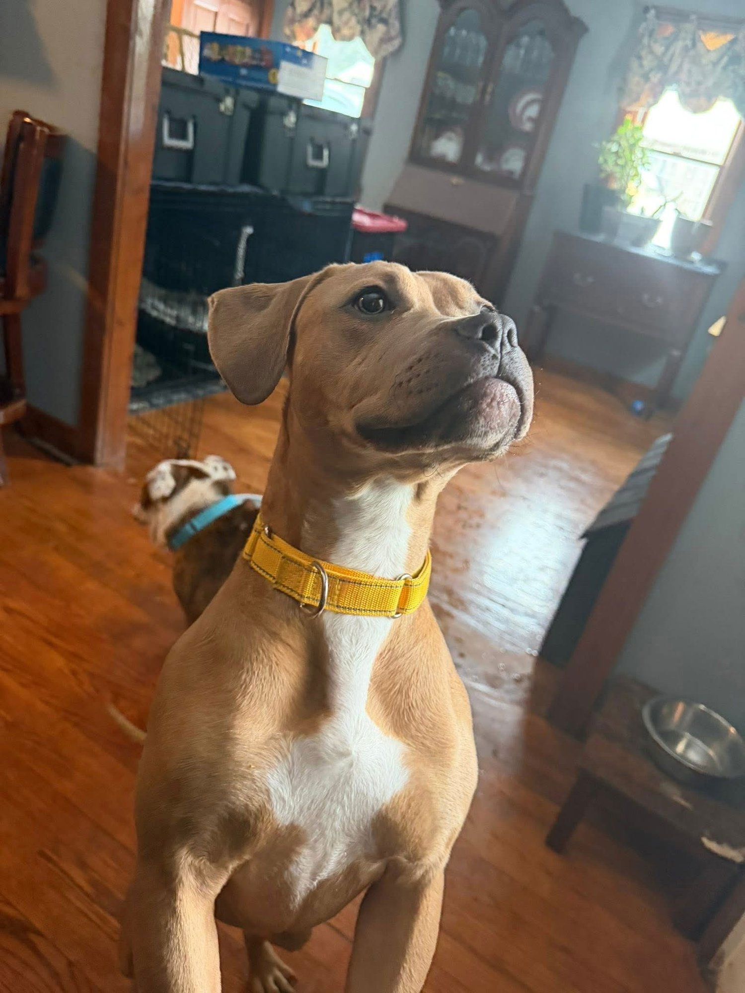 Vesla  (in New England) - Photo 4