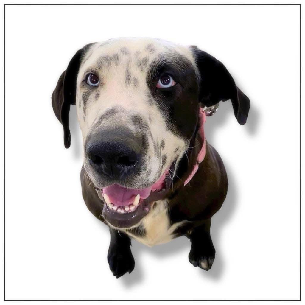 CELESTE - Labrador Retriever / Great Dane for adoption in Little Rock
