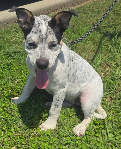 CLARA BELLE - Australian Cattle Dog/Blue Heeler available for adoption