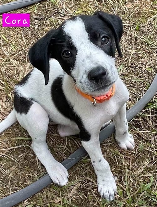 CORA - Border Collie / Hound for adoption in Little Rock