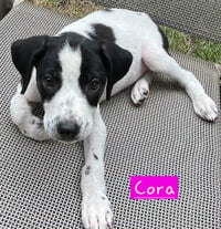 Cora - Photo 4
