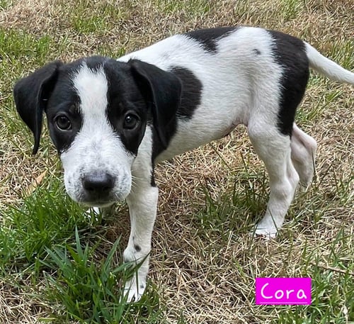CORA - Border Collie / Hound available for adoption