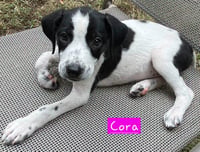 Cora - Photo 3
