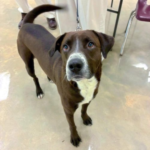 MATTHEW - Labrador Retriever for adoption in Little Rock