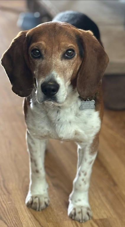 Bruce (in New England) Image