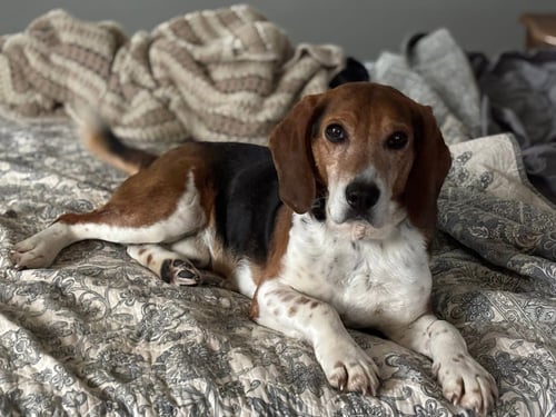 BRUCE (IN NEW ENGLAND) - Beagle available for adoption