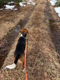 Bruce (in New England) - Photo 4