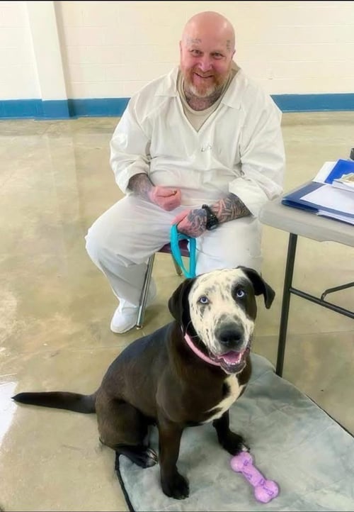 CELESTE - Great Dane / Catahoula Leopard Dog available for adoption