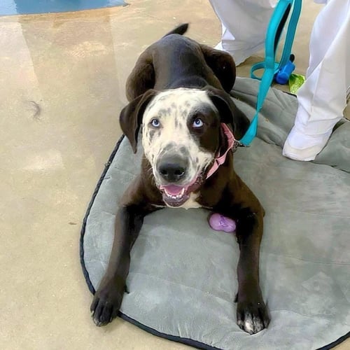 CELESTE - Great Dane / Catahoula Leopard Dog for adoption in Little Rock