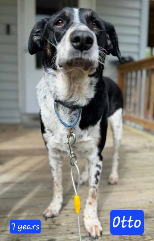 Otto *URGENT** (in New England) Image
