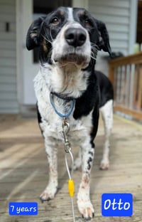 Otto *URGENT** (in New England) - Photo 1