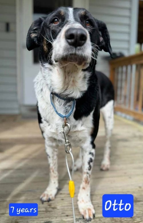 OTTO *URGENT** (IN NEW ENGLAND) - Border Collie for adoption in Little Rock