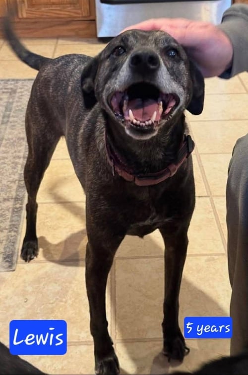 OTTO *URGENT** (IN NEW ENGLAND) - Border Collie available for adoption