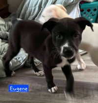 Eugene - Photo 2