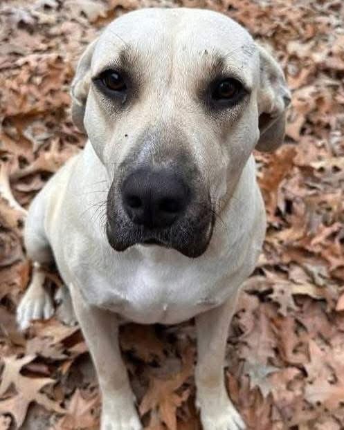 NOELLE - Labrador Retriever / German Shepherd Dog available for adoption