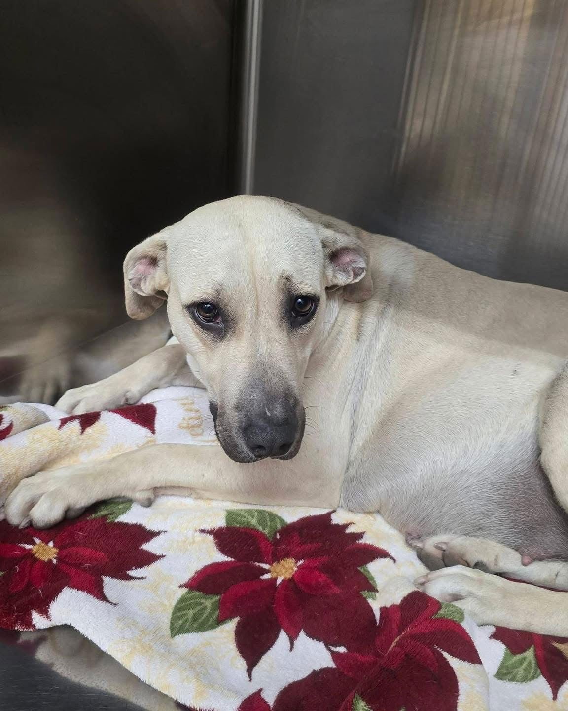 NOELLE - Labrador Retriever / German Shepherd Dog available for adoption