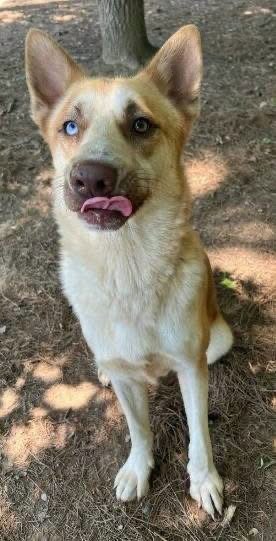 TEDDY - German Shepherd Dog / Husky for adoption in Little Rock
