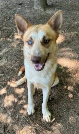 TEDDY - German Shepherd Dog / Husky available for adoption