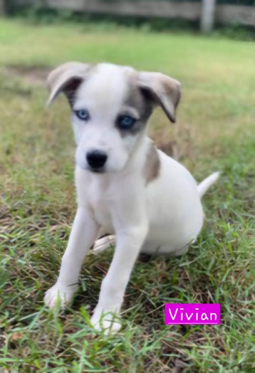 VIVIAN