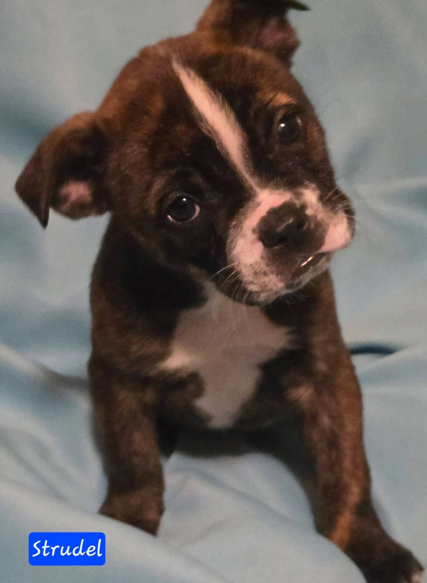 STRUDEL - Boston Terrier / Boxer for adoption in Little Rock