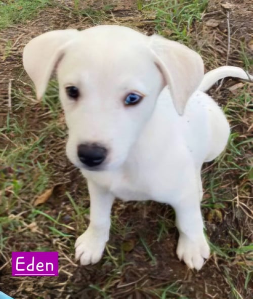 EDEN - Husky available for adoption
